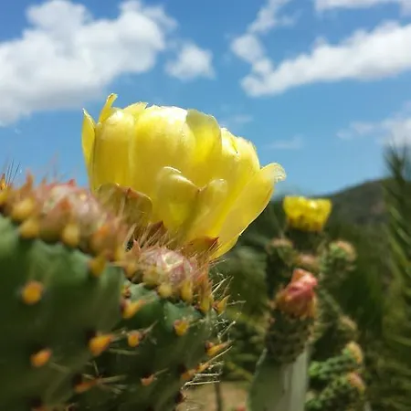 Alojamento de Acomodação e Pequeno-almoço La Di Segesta